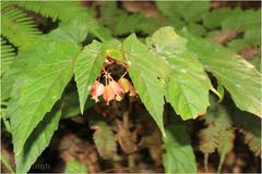 Begonia malabarica